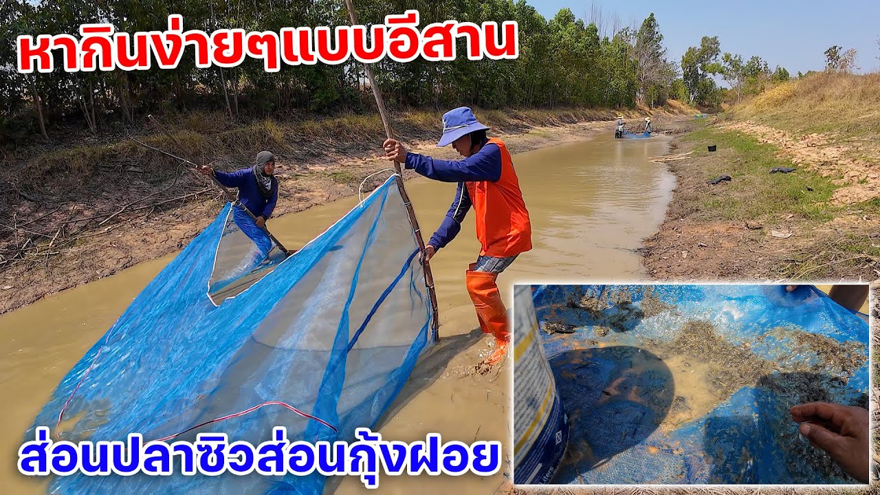ใกล้เข้าฤดูร้อน หากินง่ายๆแบบอีสาน ส่อนปลาซิวส่อนกุ้งฝอย