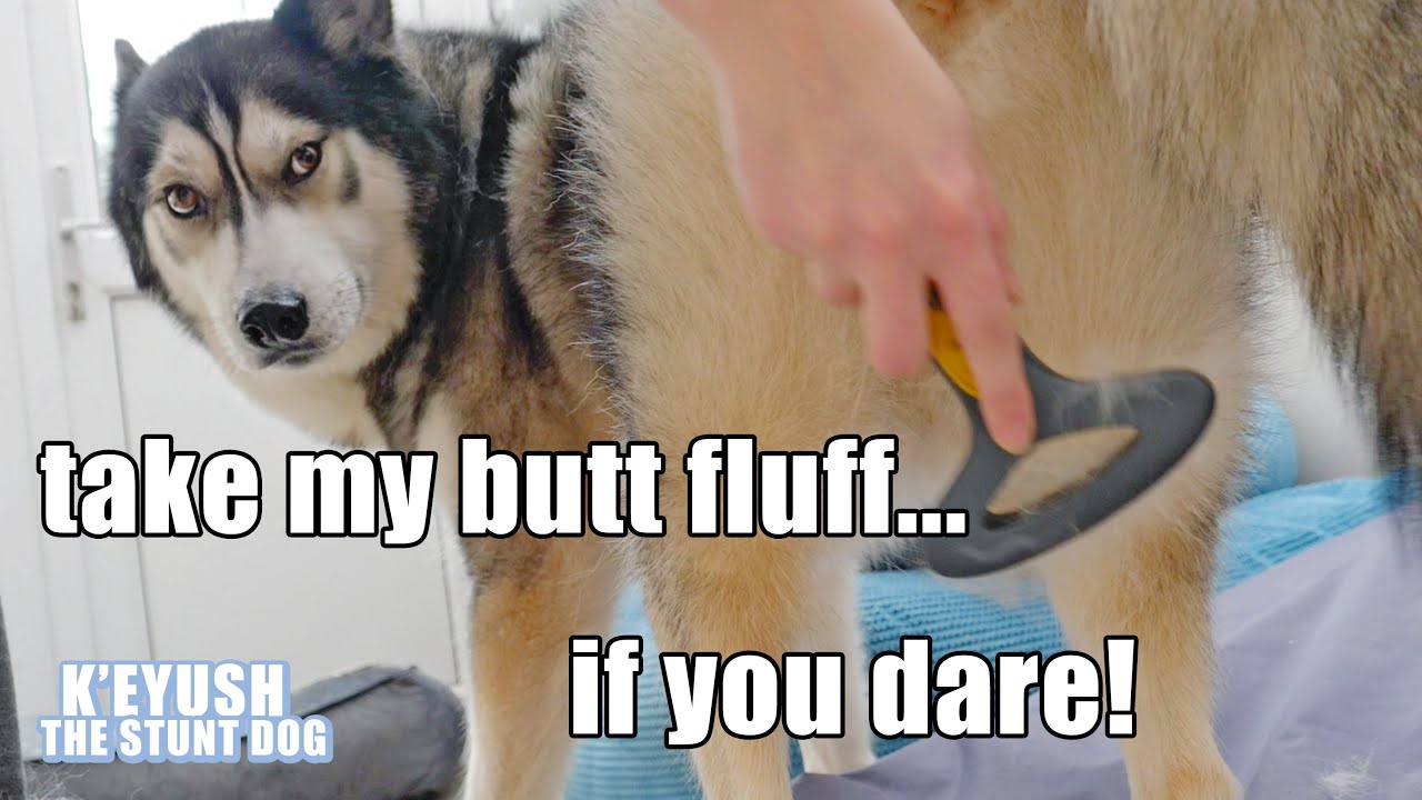 Husky HATES His Butt Being Brushed! He Farts in My FACE!