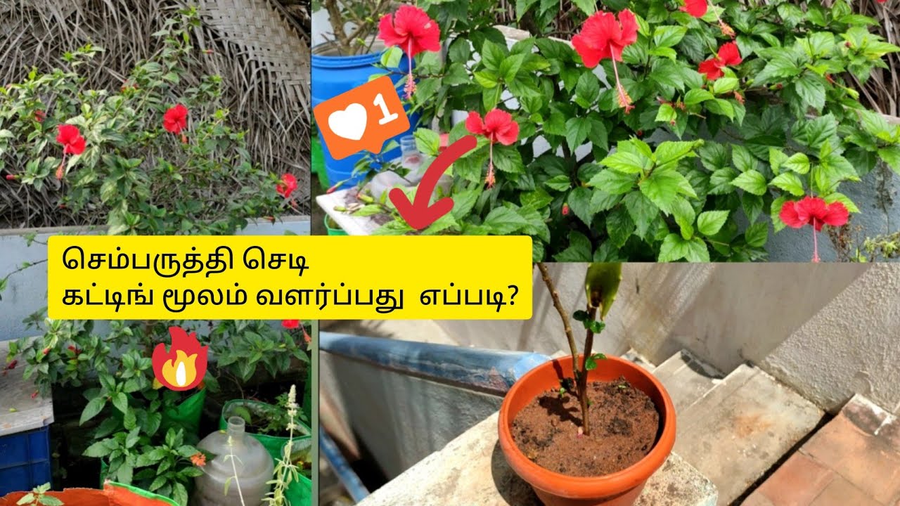 செம்பருத்தி செடி கட்டிங் மூலம் வளர்ப்பது எப்படி?