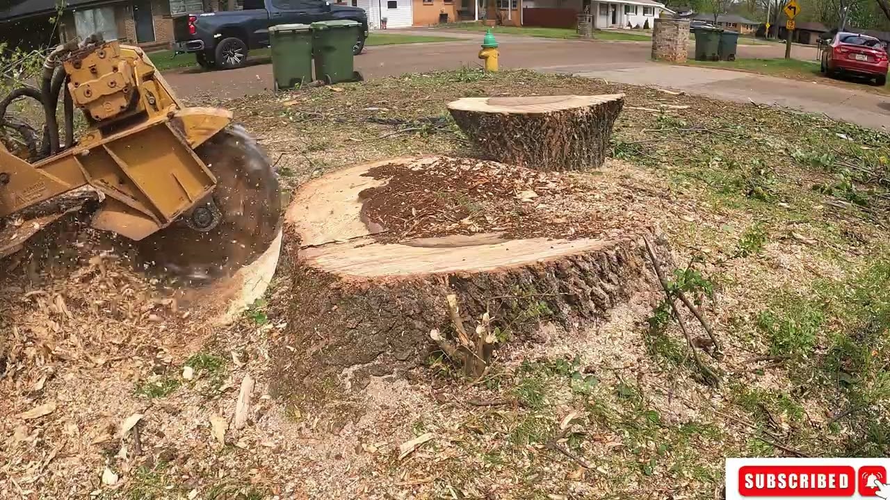 Stump Grinding A Huge Tree Before & After