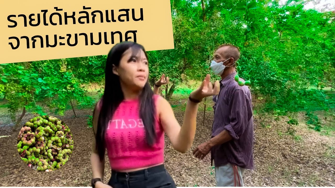พาชมสวนมะขามเทศหลังบ้าน [Ep.1] สร้างรายได้หลักแสนมะขามเทศราชบุรี