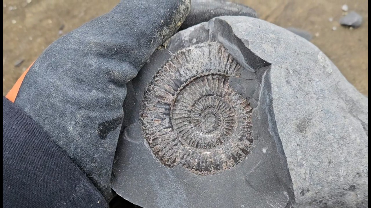 Whitby fossil hunting 30/01/26 - 04/02/26 part 2