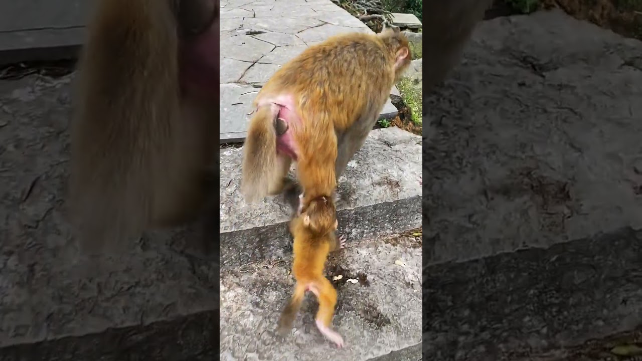 Rural Life of Monkeys power by @Animals-Life