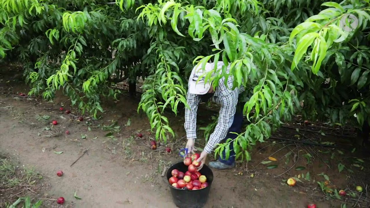 Buenas expectativas en la campaña de la fruta de hueso extremeña | La Besana en Verde