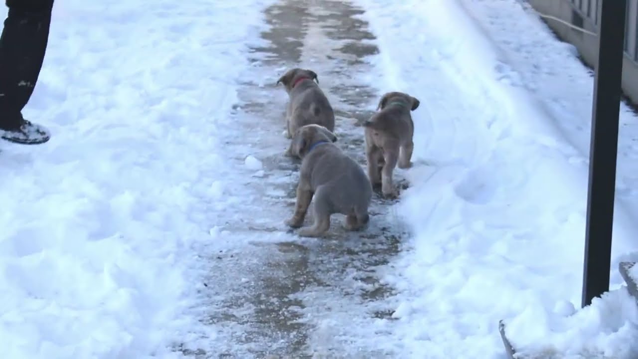 Cane Corso Puppies For Sale