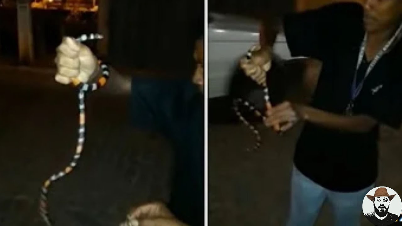 Cobra-coral Homem morre após ser picado por serpente em Caetité na Bahia