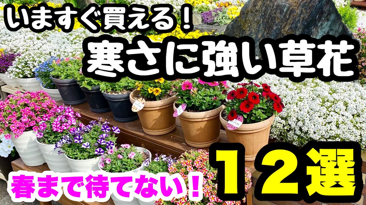 ◆今すぐ買える【寒さに強い】１２品種を紹介します🌱