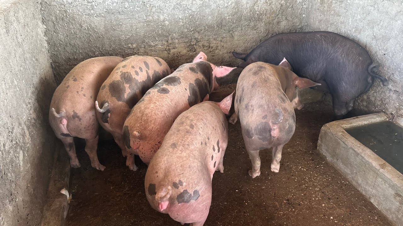 Iniciando Lucro Suíno 💰🐖 | Manejo Simples que Dá Lucro #nordeste #pig #agrobrasil 