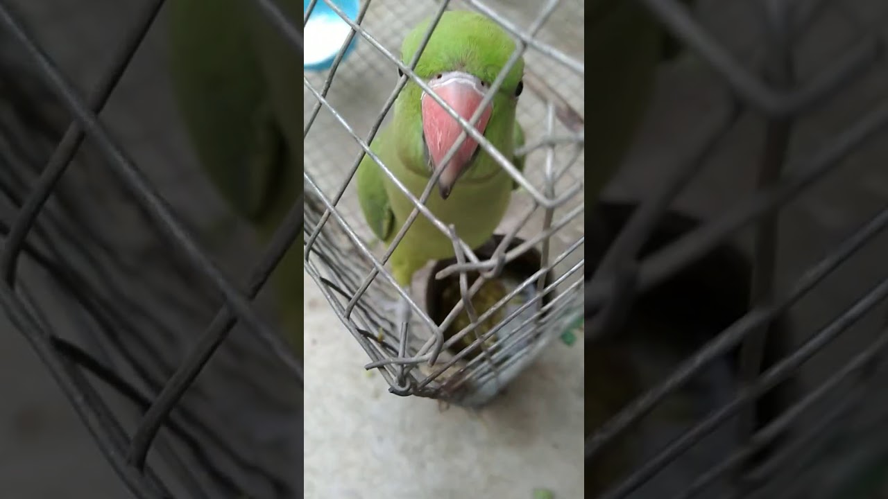 Piku Baby Parrot Growth Day by Day | Full Care and Training Details #shorts