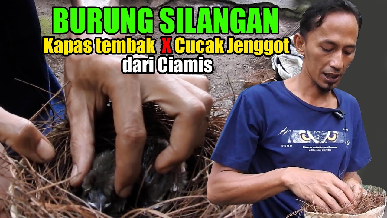 TERCIPTA LAGI BURUNG HYBR1D TERBARU DARI KOTA CIAMIS, SIL4NG4N BURUNG KAPAS TEMB4K VS CUCAK JENGGOT