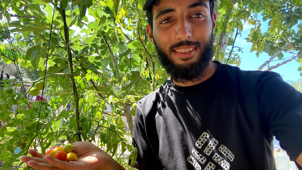 شوفوا معنا شو حصدنا من مزرعة المخيم في غزة 🍅⛺