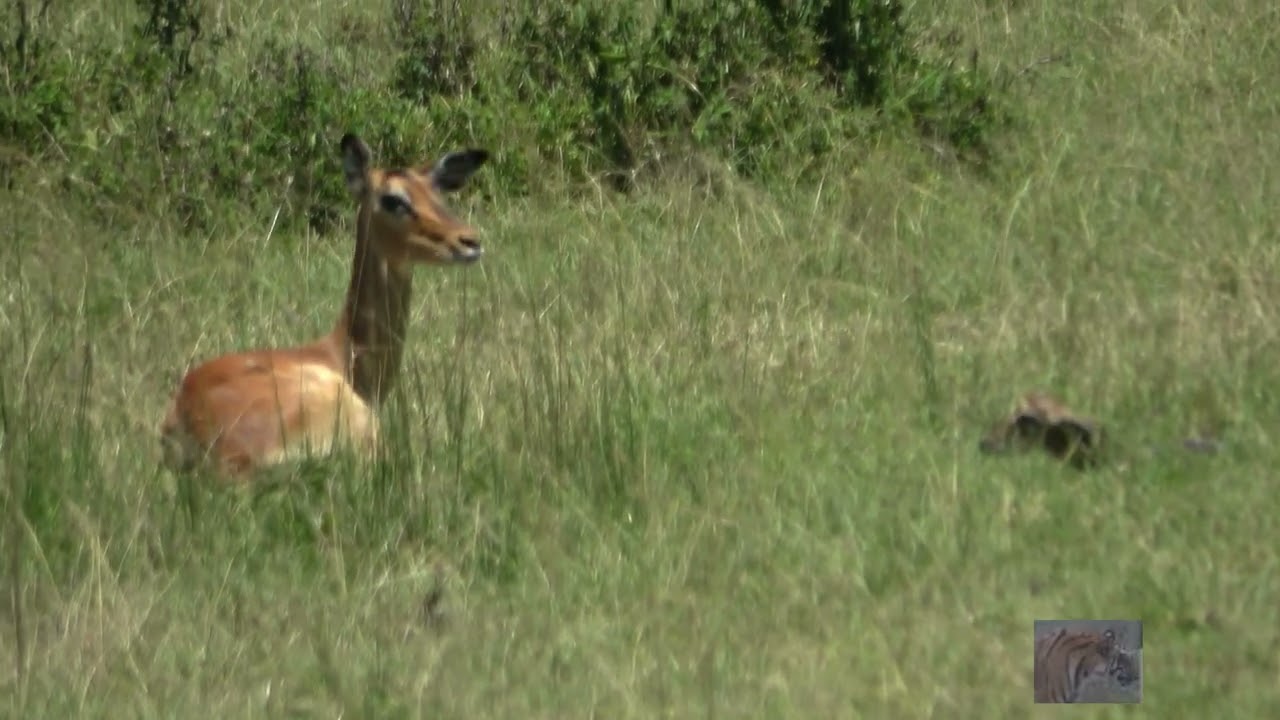 Birth and first 30 minutes of an Impala's life😲(long)