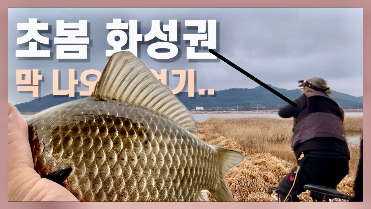 #붕어낚시 초봄 화성권에서 마리수 낚시 아주재미나게 #산란기 낚시