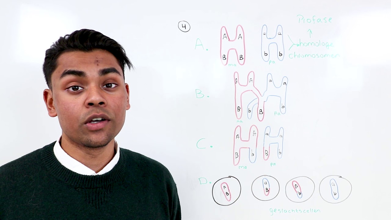 Examentip Biologie: mitose en meiose