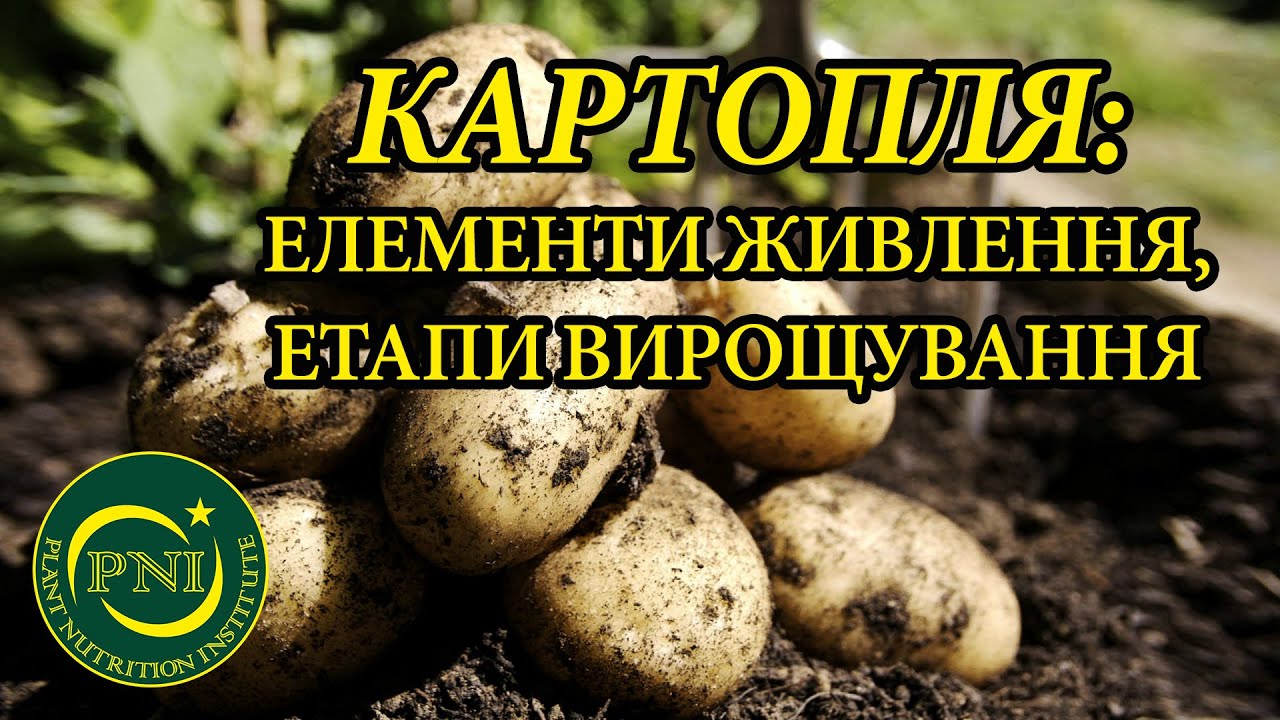 Вирощування картоплі: на що та коли впливаємо