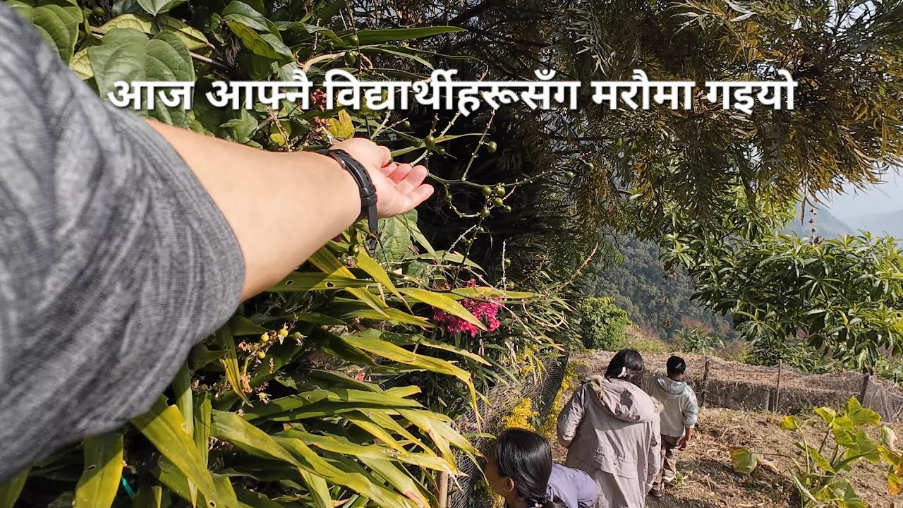 आज एउटा हत्तु भएको दिन.. 😍 @dhanb.selingsubba2136 