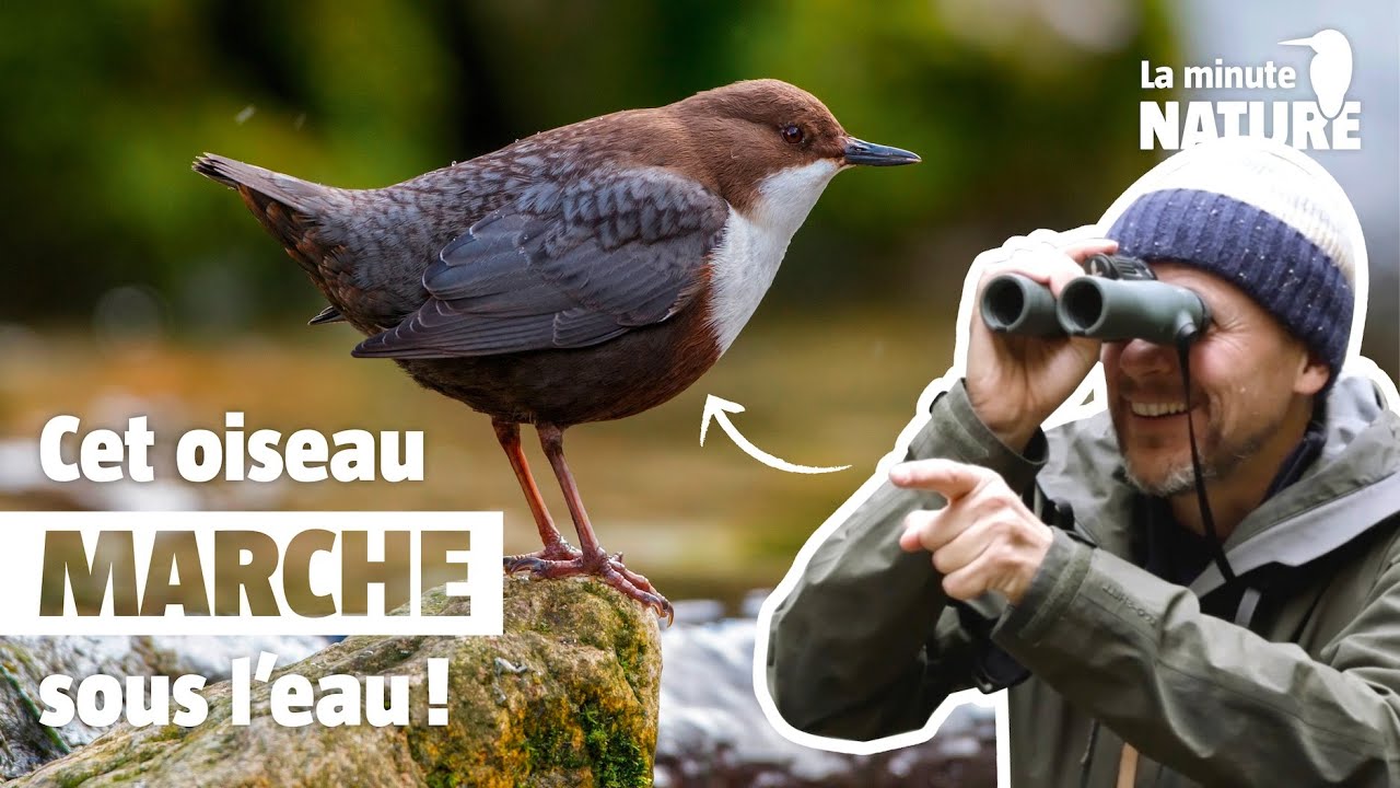 Ces oiseaux ont des pouvoirs extraordinaires ! (No 391)