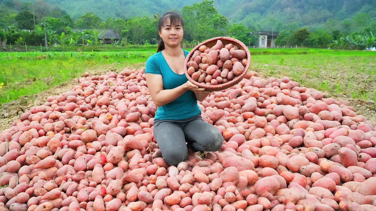 Harvesting Red Potatoes Goes To Countryside Market Sell - Animals Care | Phương Free Bushcraft