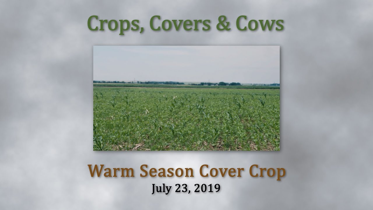 CCC  Warm Season Cover Crops