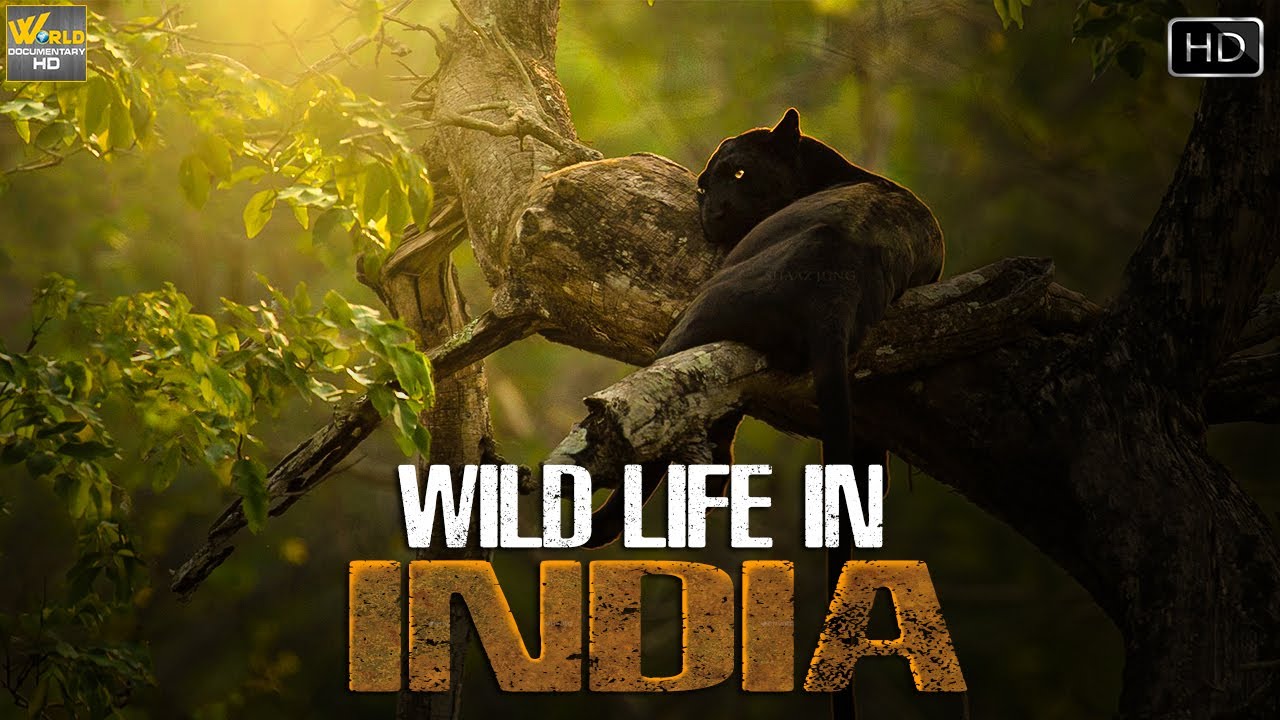 भारत का वन्यजीवन एक अलग नजरिये सें | Indian Wild Life | Wild Documentary