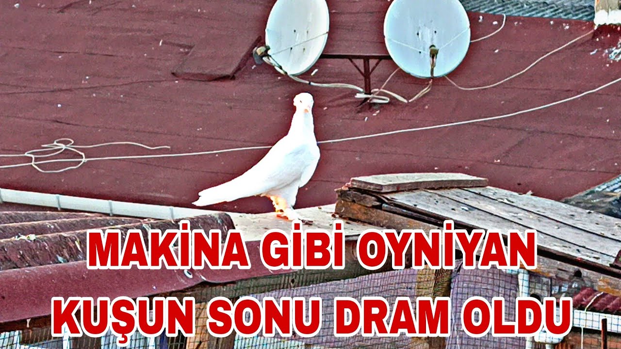 MAKİNA GİBİ OYNİYAN KUŞUN SONU DRAM OLDU SİZ OLSAYDİNİZ  NAPARDİNİZ