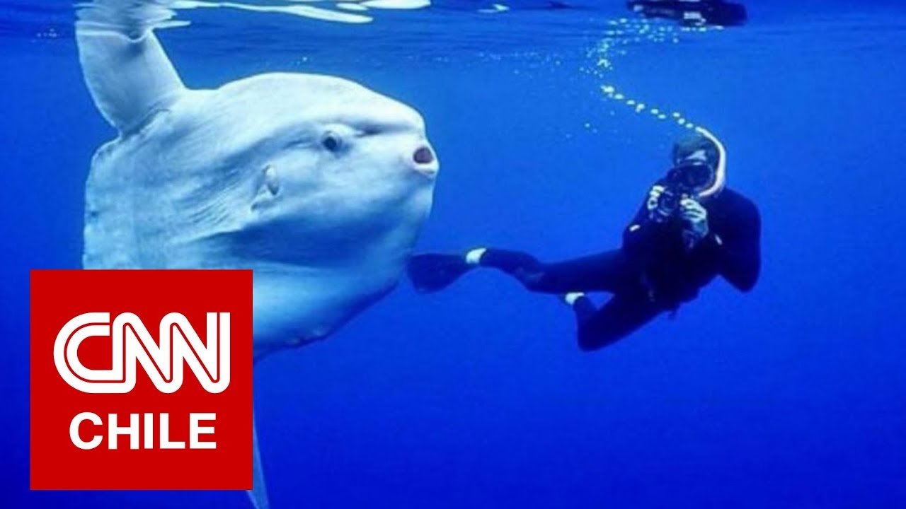 Gigantesco pez luna sorprendió a buzos en Bahía Inglesa