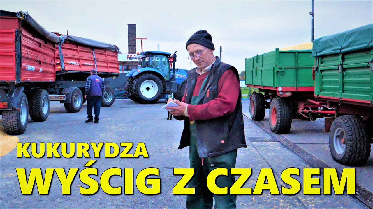 POTĘŻNE KUKURYDZIANE ILOŚCI NA SKUPACH / CZEJ-DAG 2021