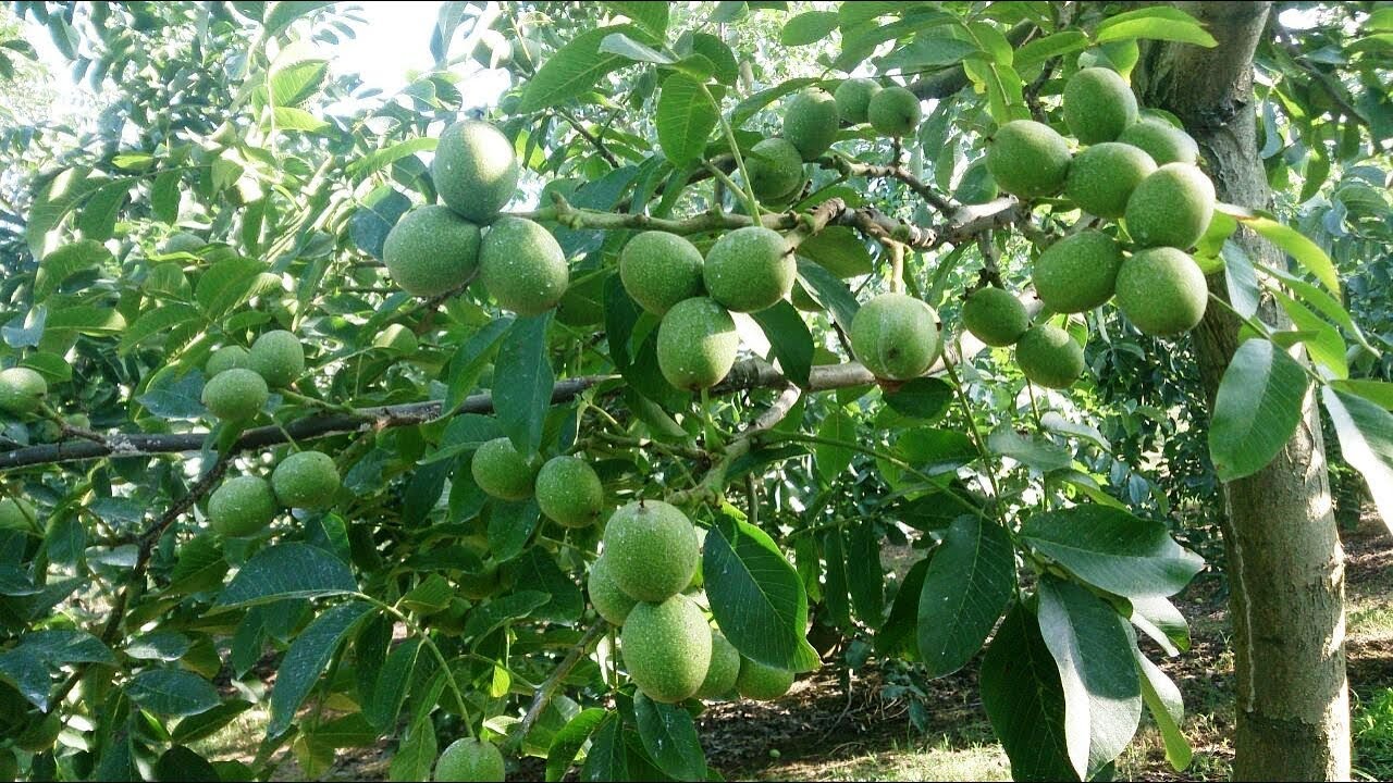 Ceviz Türlerinin Hasat Zamanı | 1. Bölüm