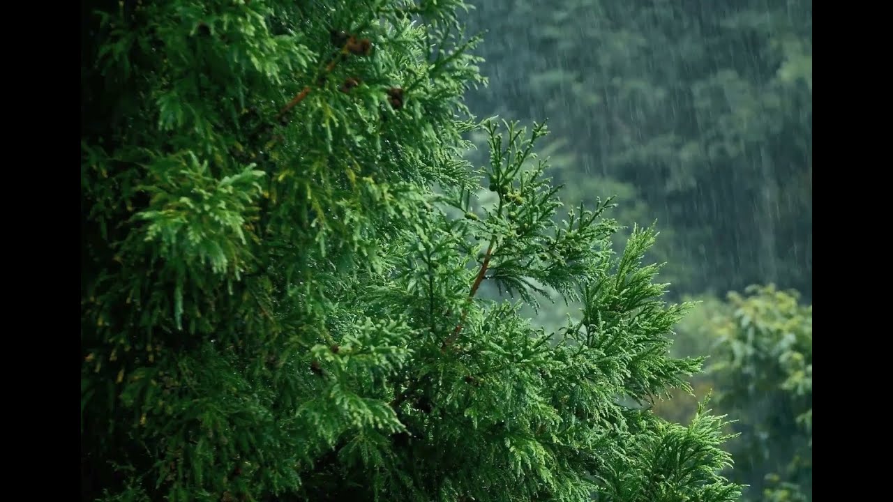Authentic Rain Sounds in Nature – No Ads, Just Pure Calm