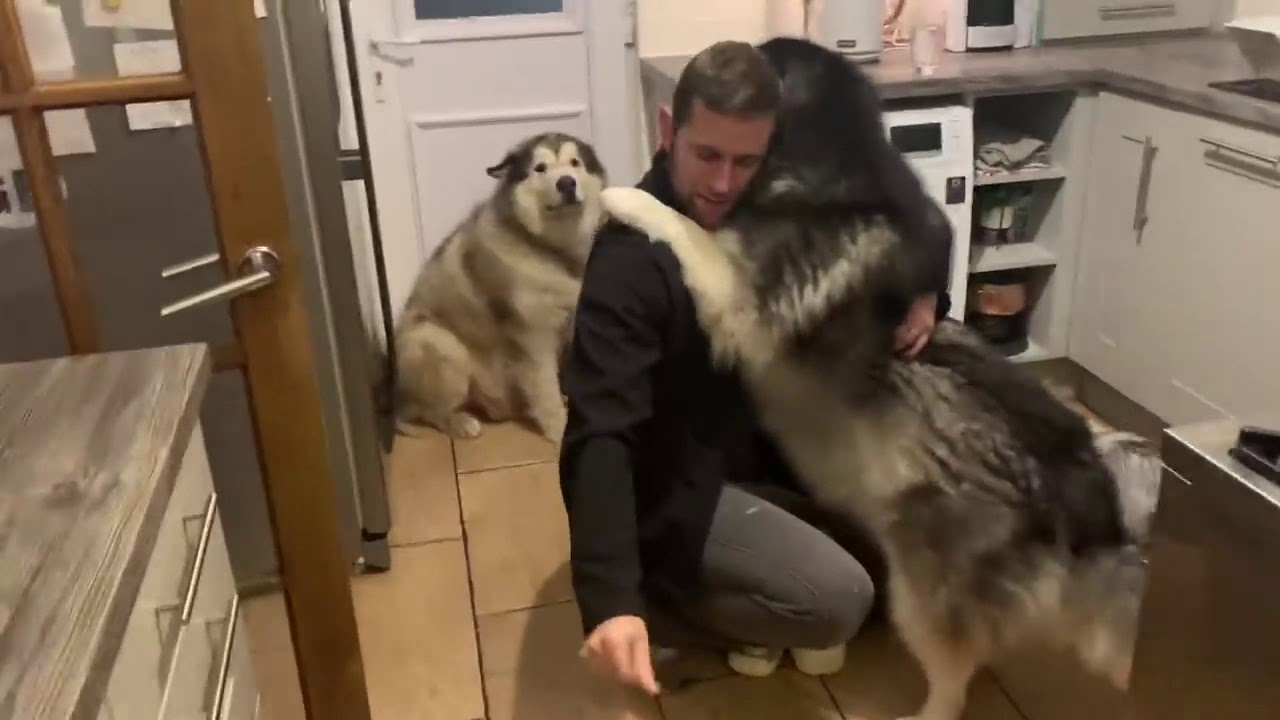 Dogs Get So Excited When Dad Comes Home! (Cutest Fluffy Hugs Ever!)