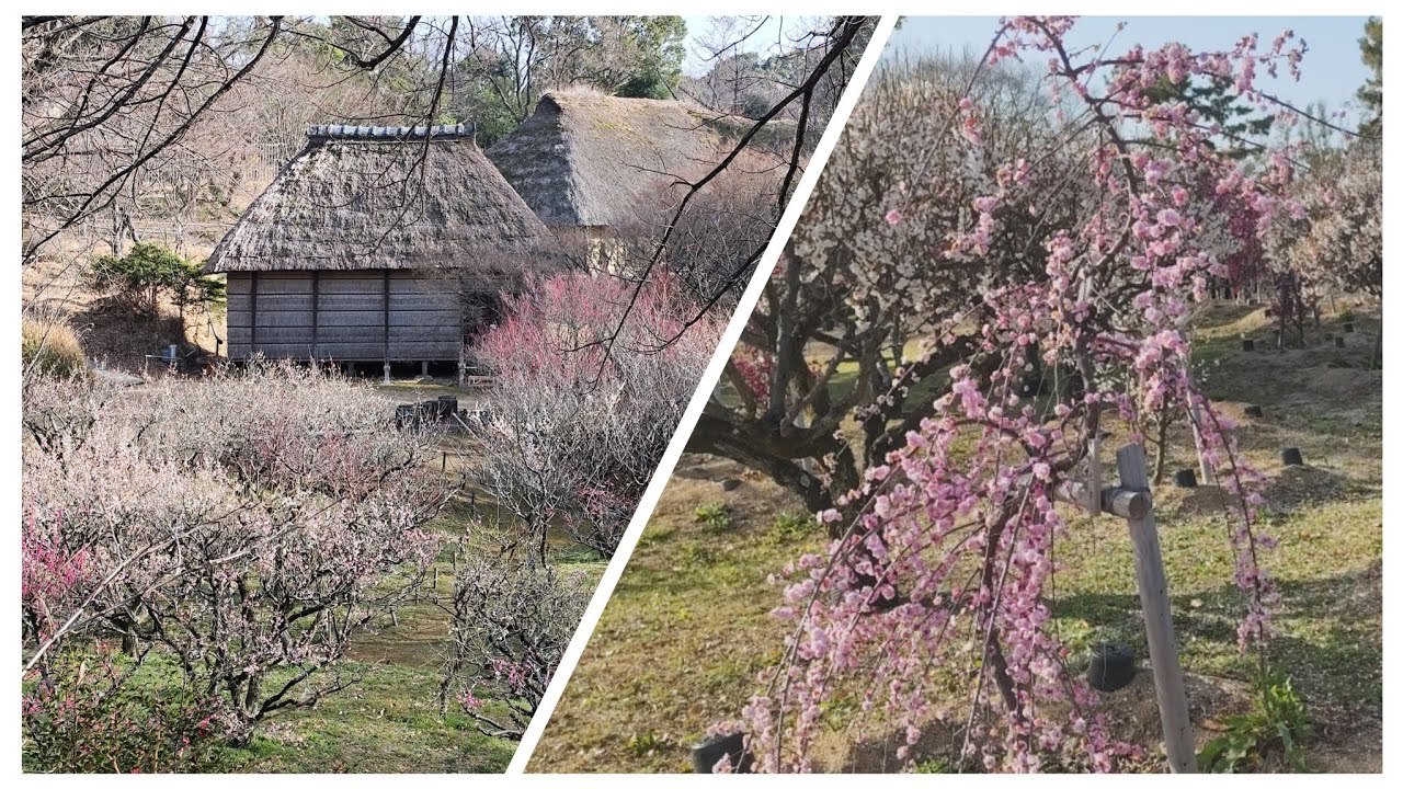 満開!　服部緑地公園の「新梅林」＆民家集落博物館の梅林