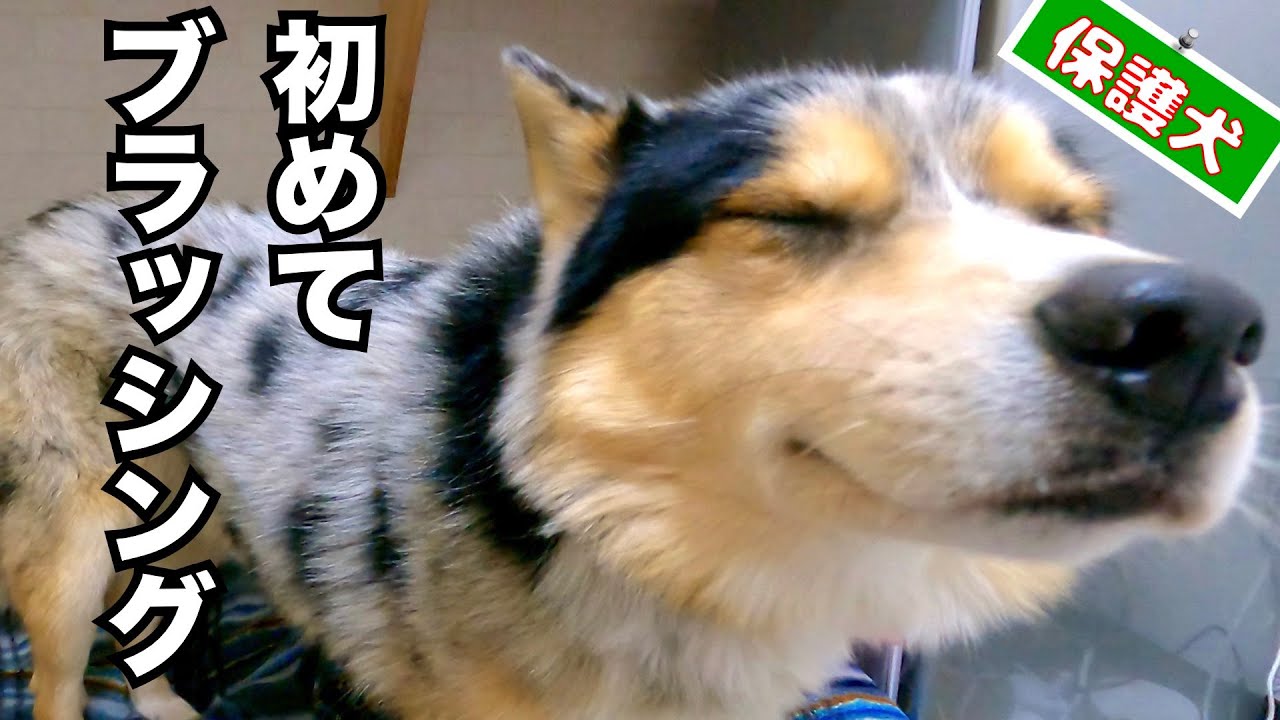 【心を閉ざした保護犬】シュンくんブラシやってみた❗️