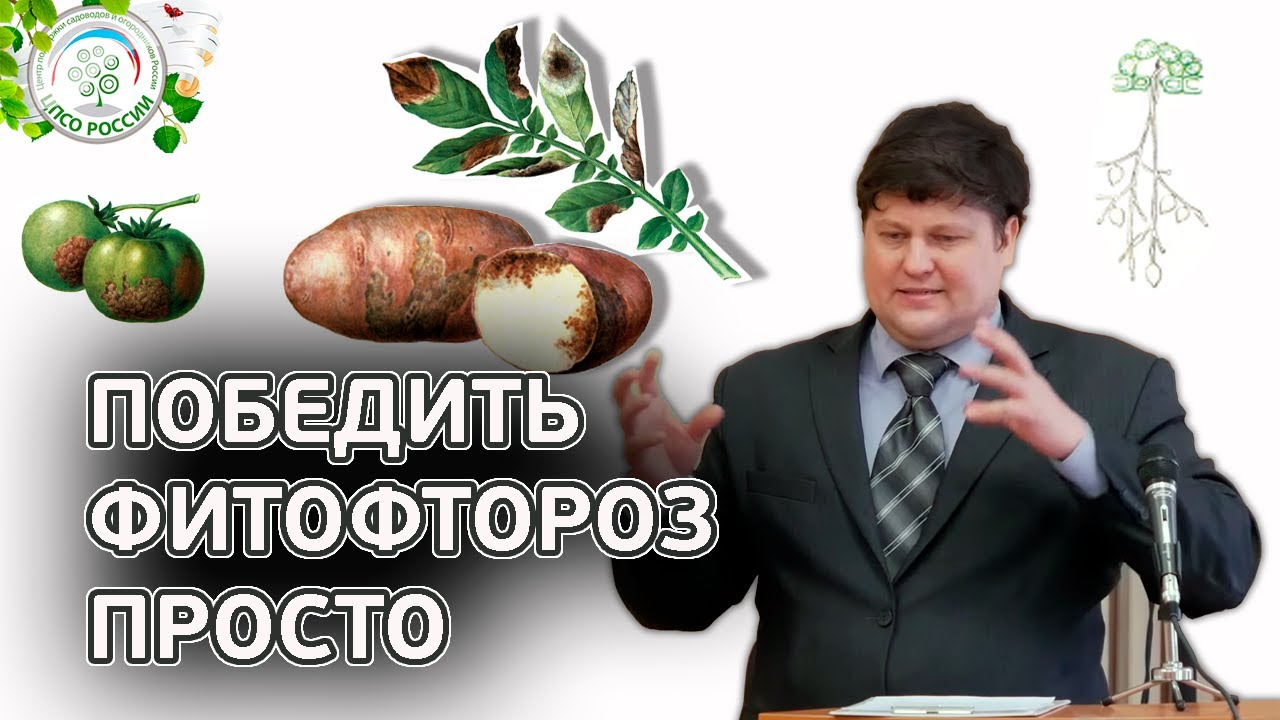 ФИТОФТОРОЗ. Как избавиться от фитофторы.