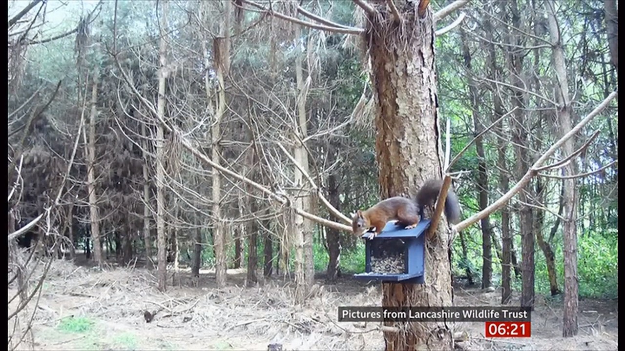 Hope for the red squirrels that are in decline (UK) 8/Feb/2026