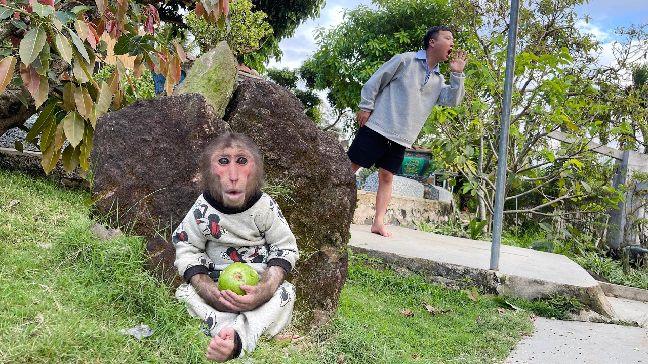 Cubis Hid His Fruit From Dad… Then Forgot Where 😂