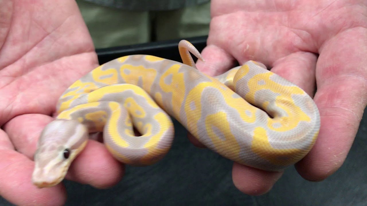Awesome baby Ball Pythons  Bananas, BELs and Clowns from the 2019 hatching season!