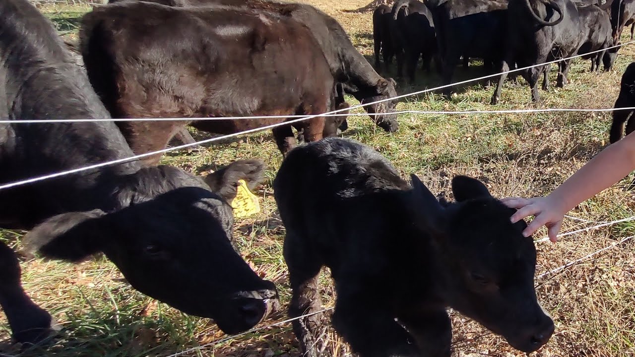 Grazing a 1/3 of an acre a day with 50,000lbs of animals.