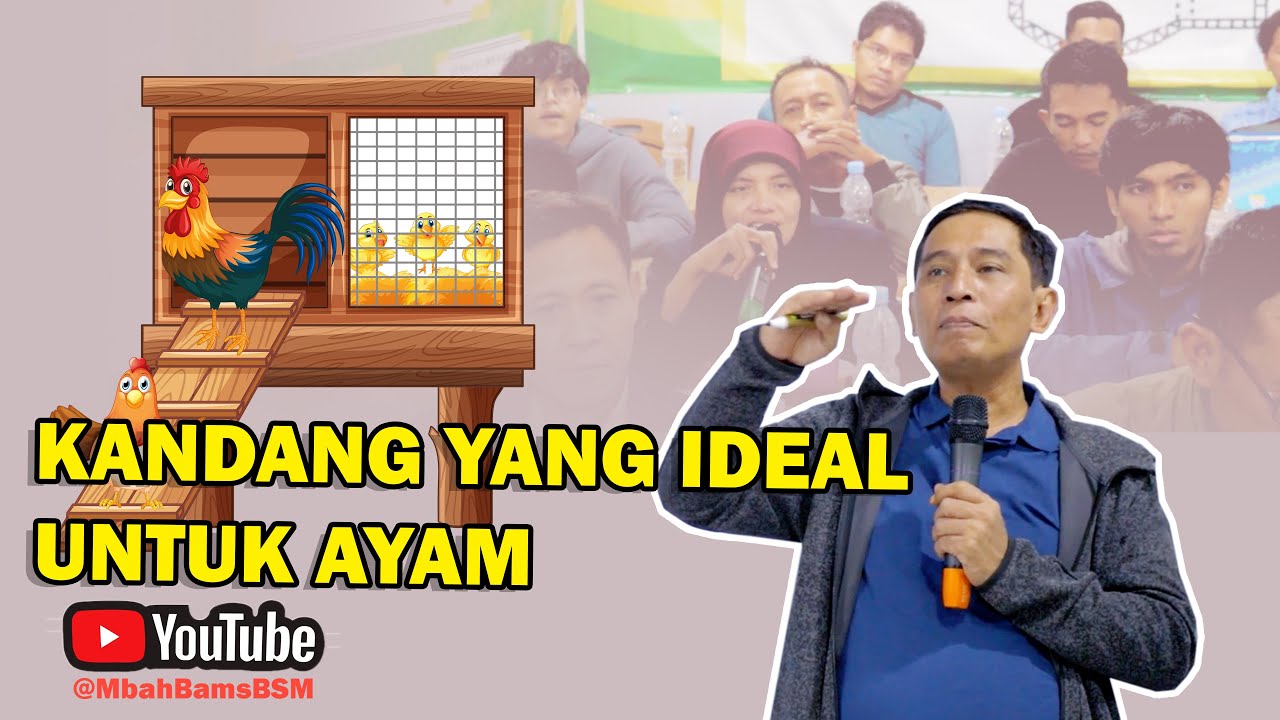 KANDANG YANG IDEAL UNTUK AYAM #bayudiningrat #bayusehatmandiri