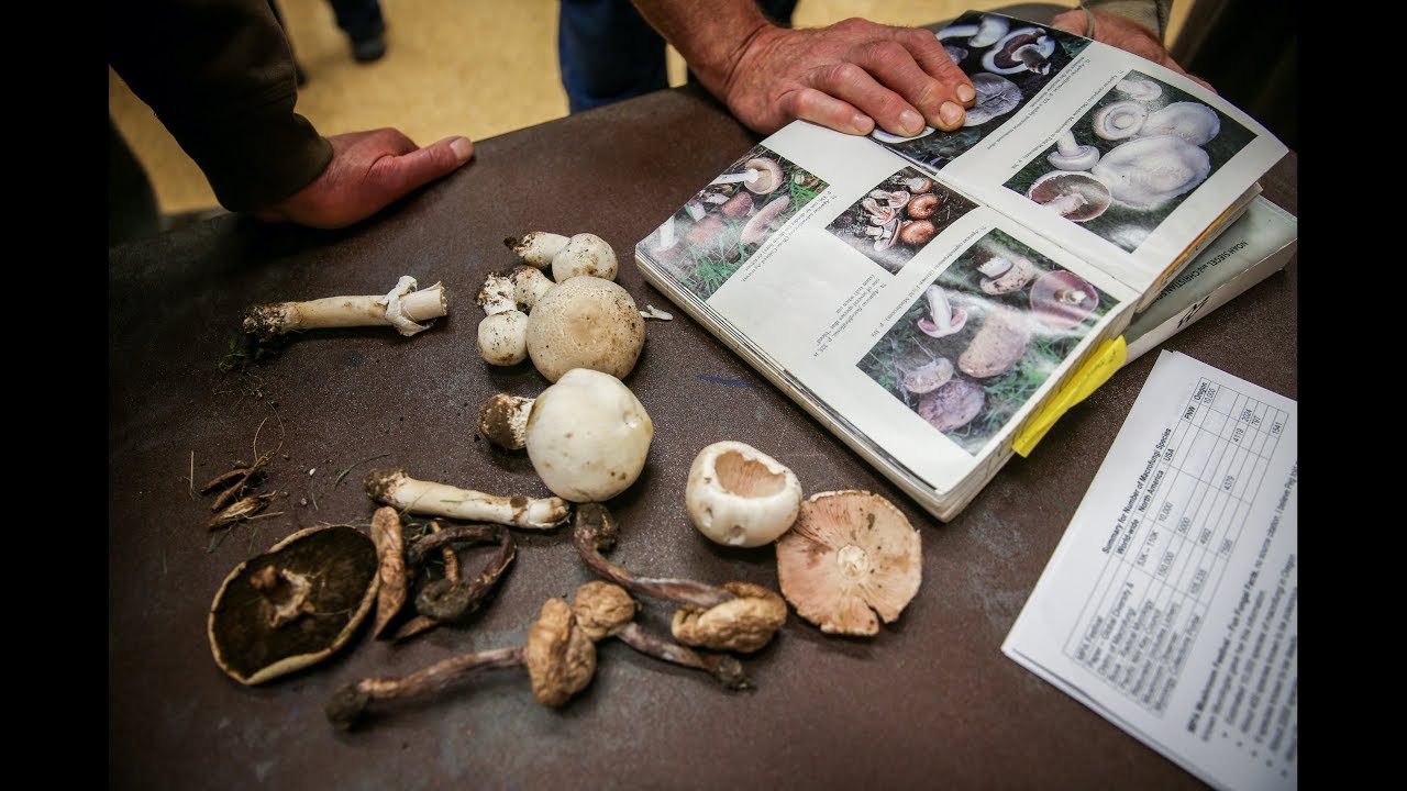 Mushroom foraging safety tips