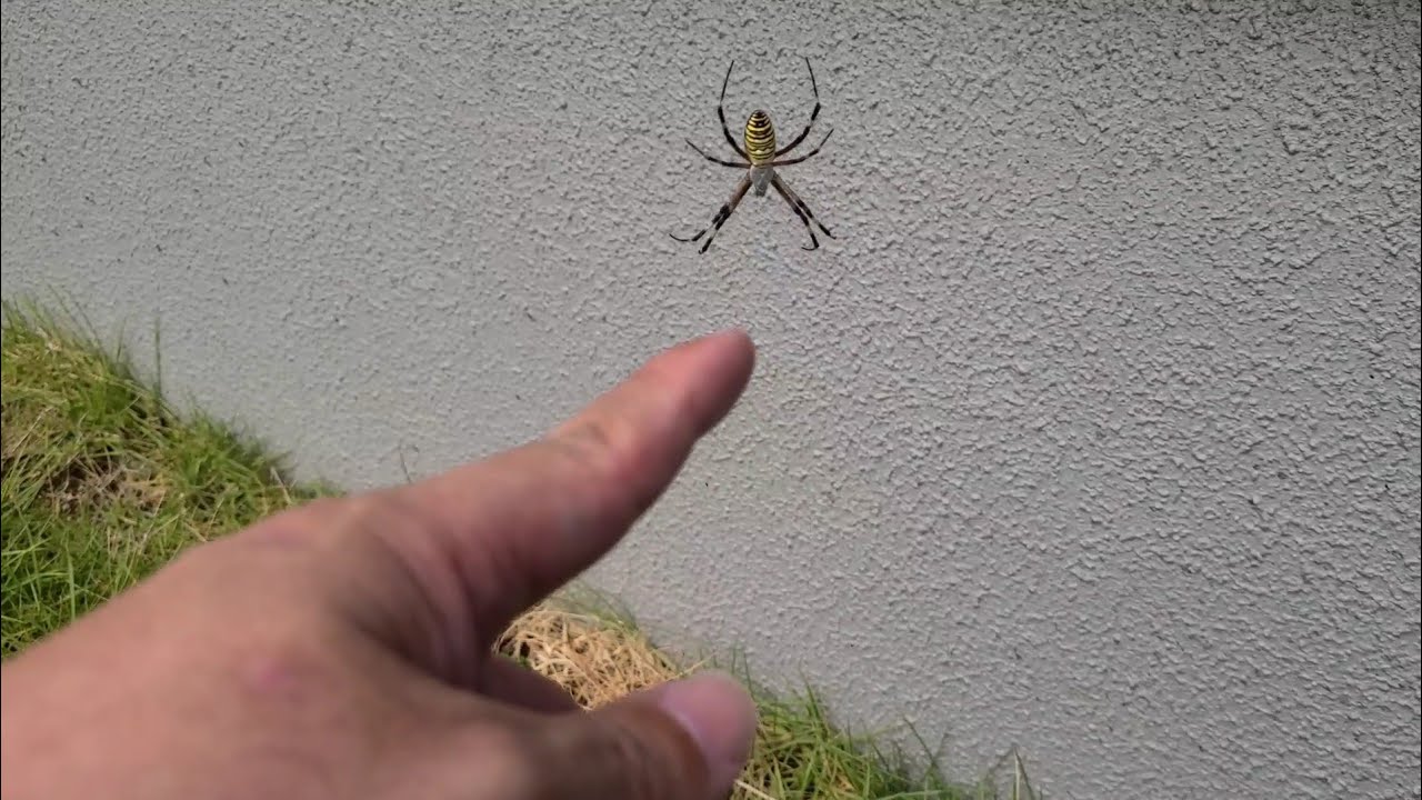 ナガコガネグモのサミー・リー🕸️