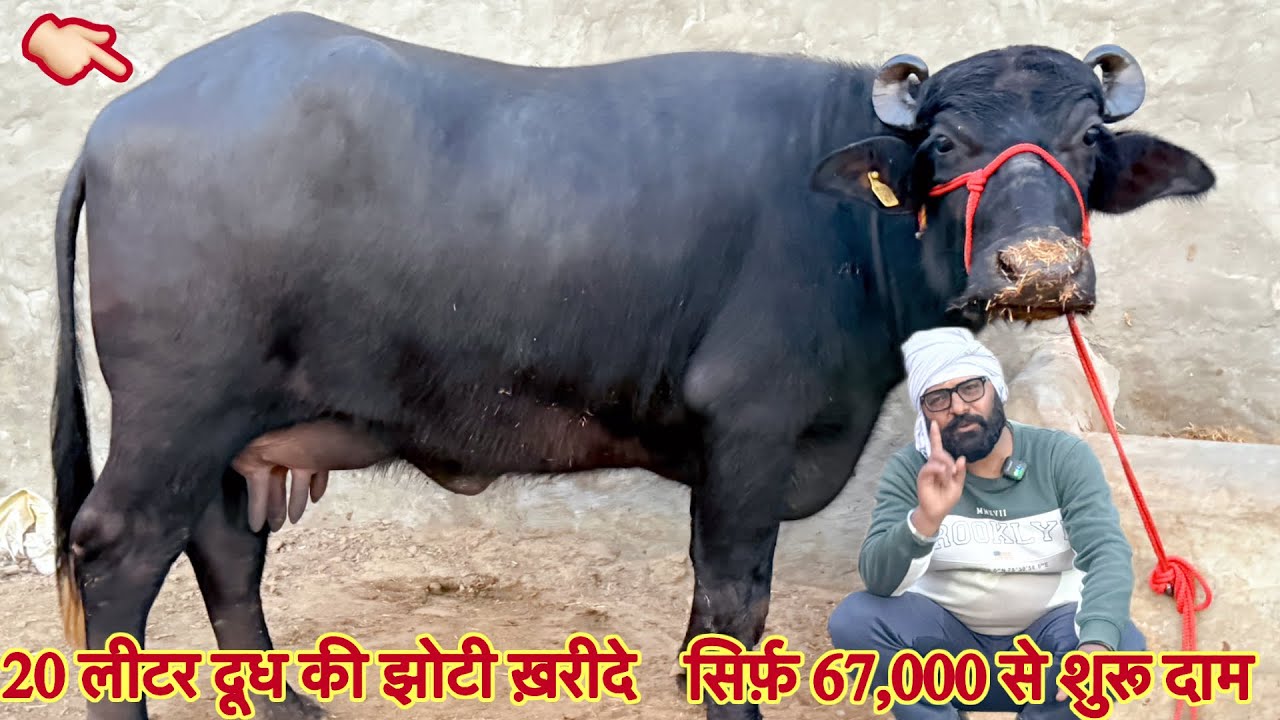20 लीटर दूध की झोटी ख़रीदे ✅ आज सिर्फ़ 67,000 से शुरू दाम 🏆Buffalo or Cow For Sale😱ट्रांसपोर्ट फ़्री