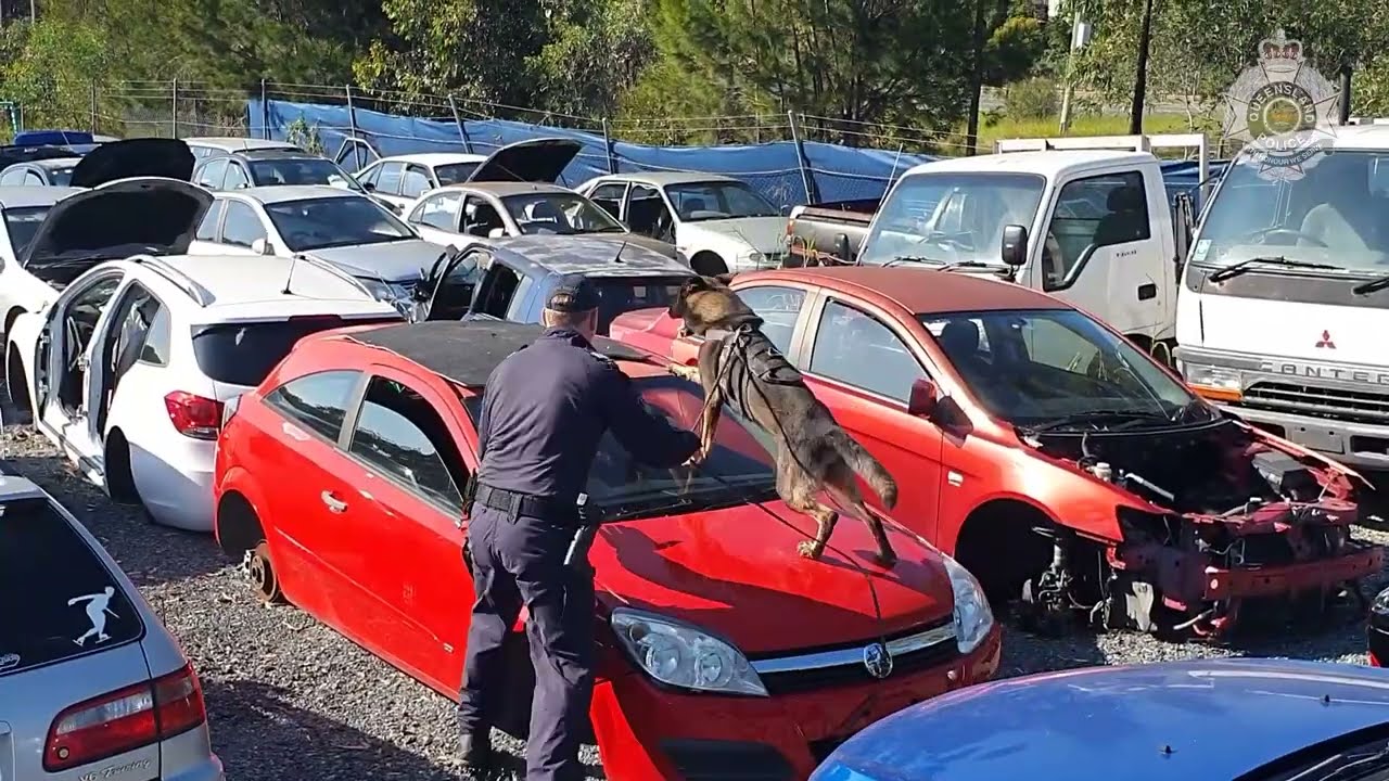 Moreton Police Dog Squad Training