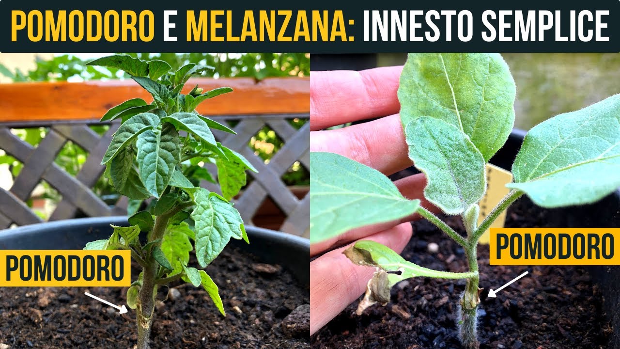 INNESTO SEMPLICISSIMO di pomodoro 🍅 e melanzana 🍆 | Food Stories