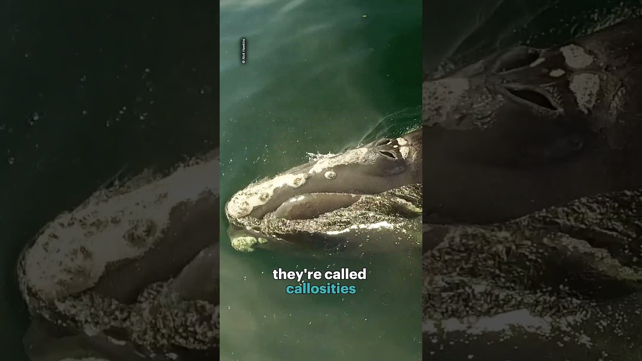 How can you tell whales apart by their lice?