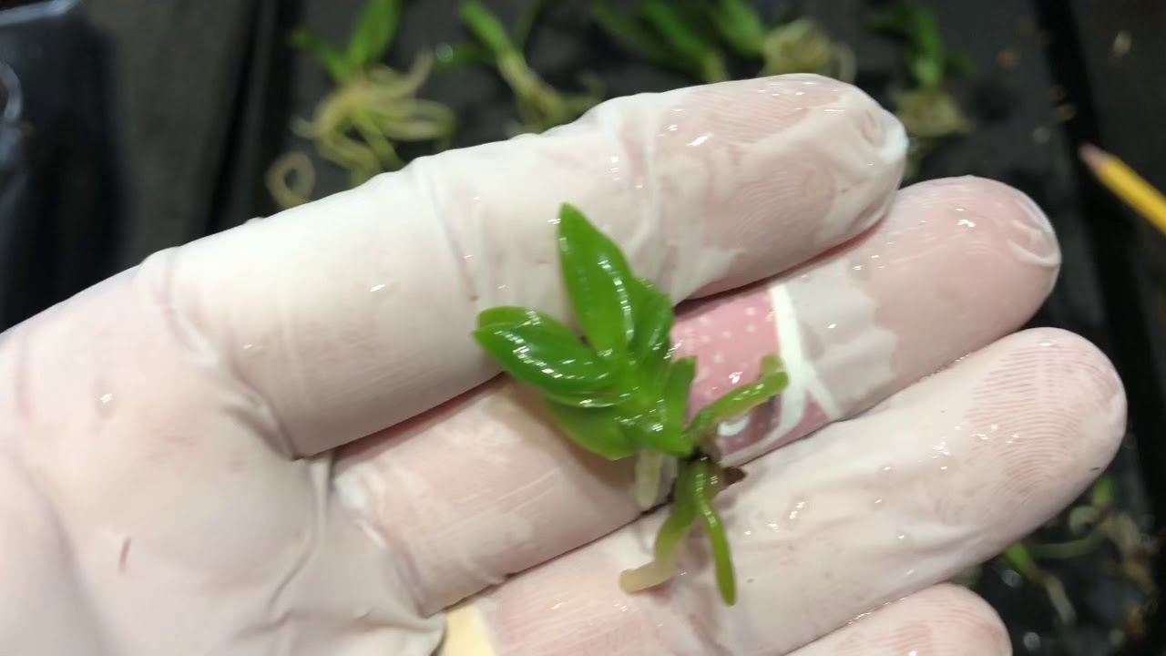 Deflask orchid seedlings