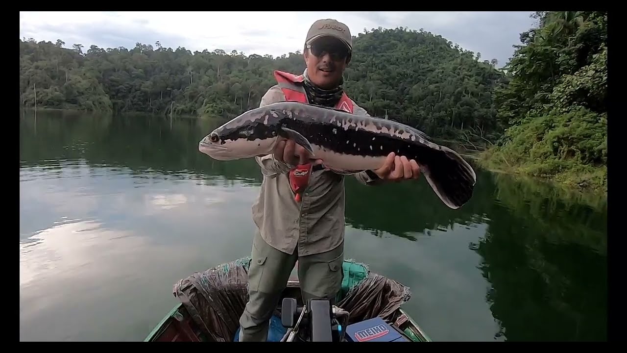 Chasing the Hantu Tetek : Fly Fishing for Giant Snakehead (Toman) with Paul Arden of @SexyloopsTV 