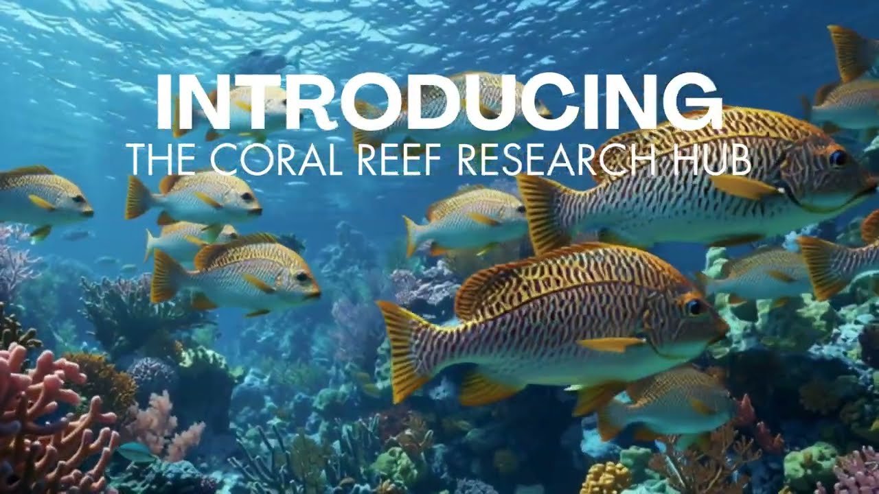 Coral Reef Research & Conservation | SSI Blue Oceans x Coral Reef Research Hub