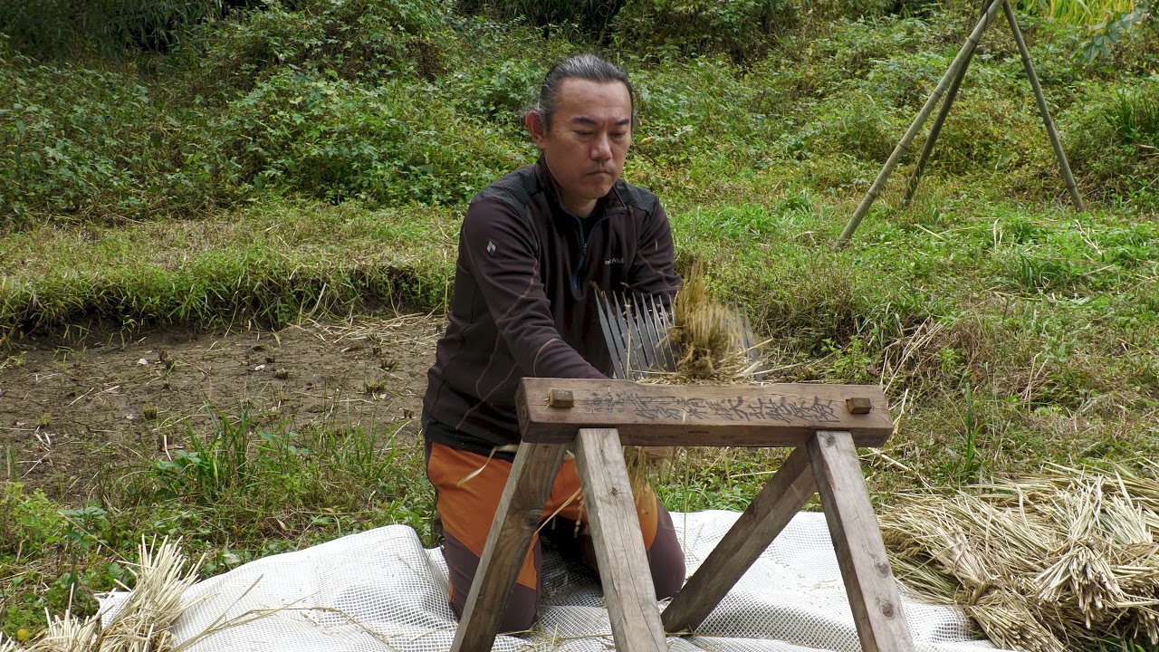 自然農法のコメ作り　千歯扱きで脱穀します
