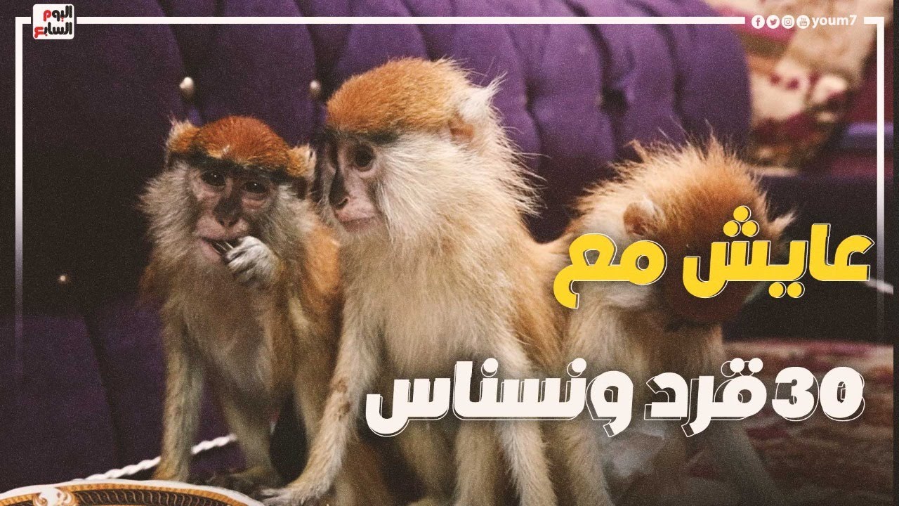 عايش مع 30 قرد ونسناس.. بيكلموا بعض وبياكلوا من طبق واحد.. مصرى عايش فى كوكب تانى