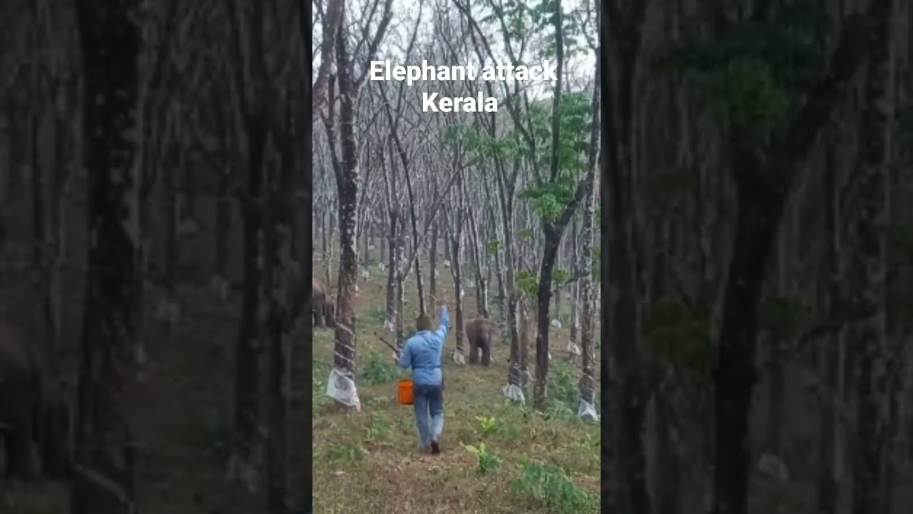 ELEPHANT ATTACK KERALA